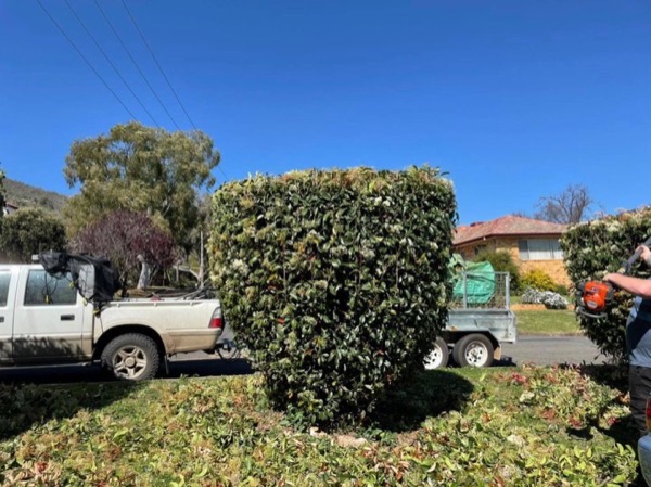 A large shrub cut back to a square block beside a ute and trailer