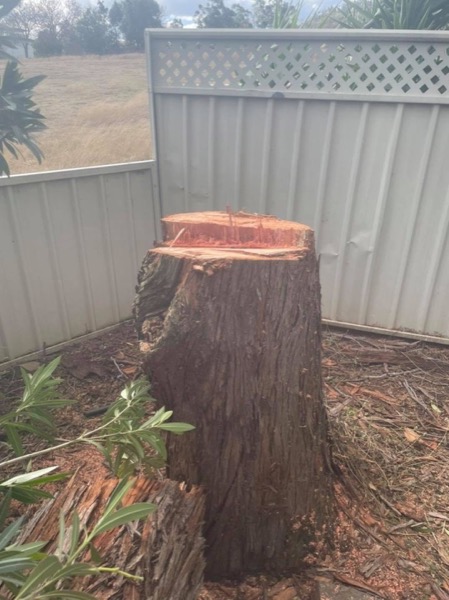A freshly cut tree stump standing in a corner against a colorbond fence