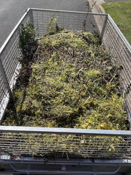 A caged trailer filled with fresh green clippings