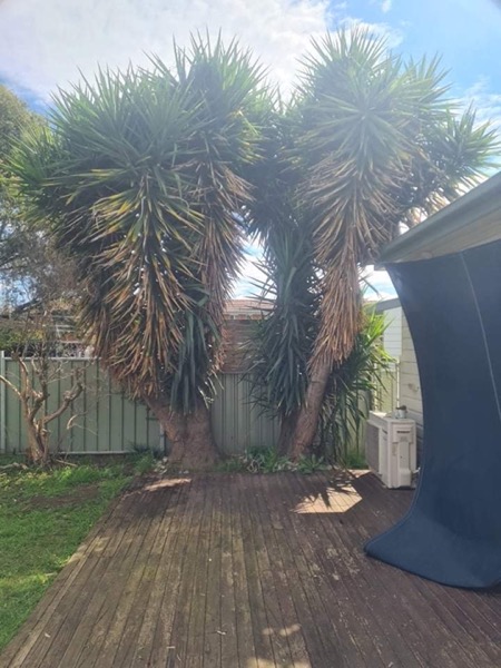 Two tall yucca trees standing over a swept concrete drive