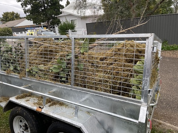 A caged trailer loaded to the mesh with cut branches and clippings
