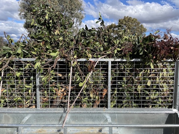 A caged trailer stacked above the rails with cut branches under a blue sky
