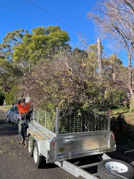 A worker loading cut branches into a caged trailer under a large tree