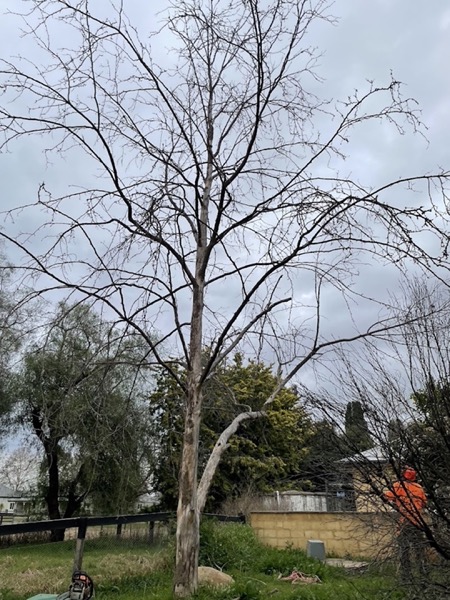 A bare tree pruned back to its frame against an open sky