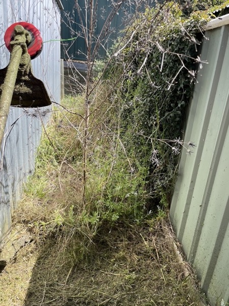 Thick creeper growth climbing a colorbond fence in a narrow side yard