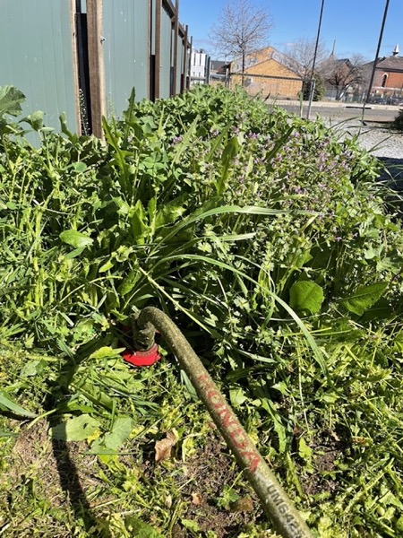 A line trimmer head laid down in a patch of thick green weeds