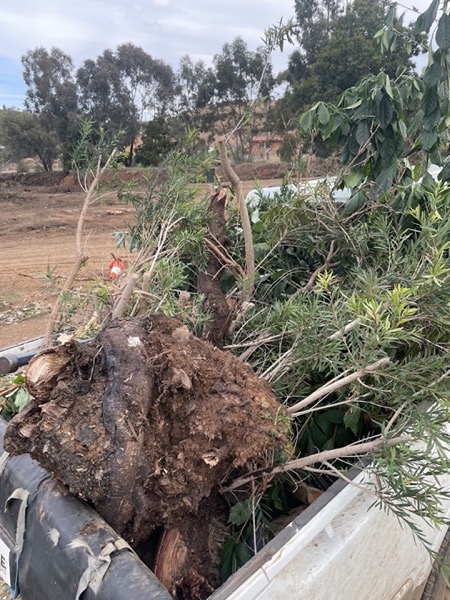 An uprooted stump and root ball lying on cleared red soil