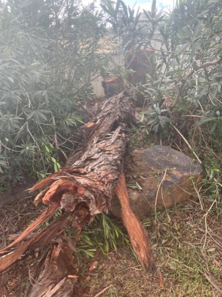 A large root ball and trunk section lying on the ground after removal