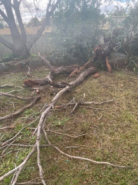 A fallen tree broken up into limbs across a grassed area