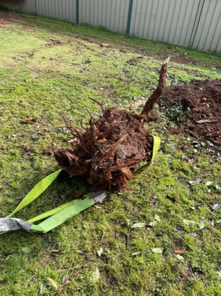 A dug-out root ball resting on grass with a lifting strap beside it