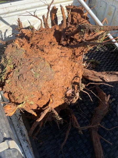 An uprooted root ball and cut timber sitting on cleared ground