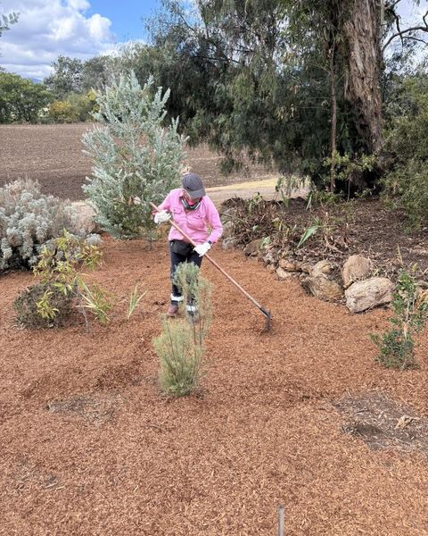A worker in a pink high visibility shirt spreading mulch with a rake around native shrubs in a garden bed