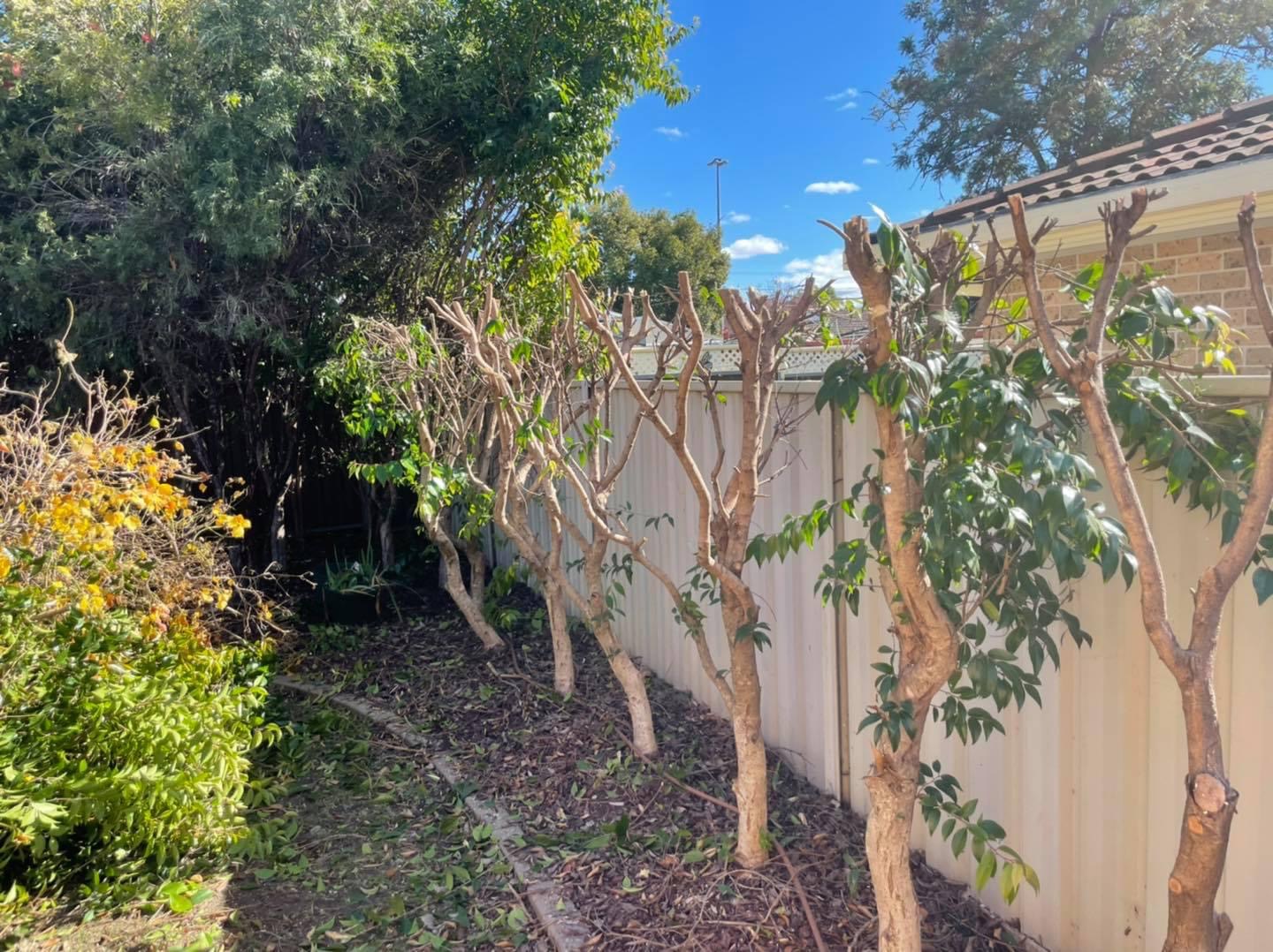 A row of trees pruned back to clear a colorbond fence line