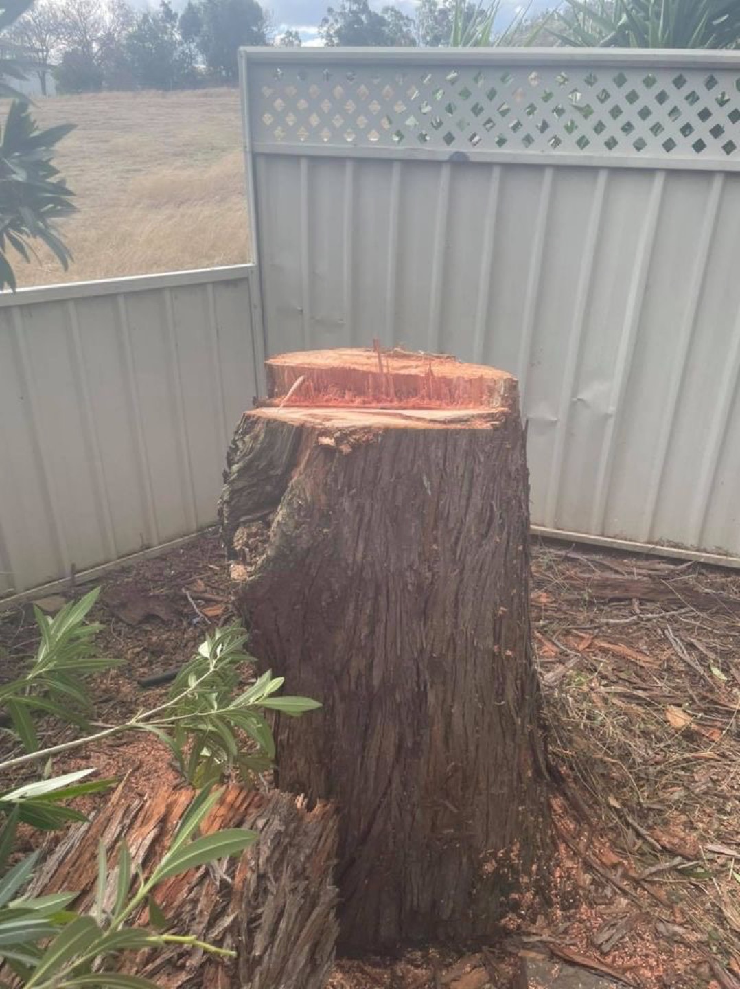A freshly cut tree stump standing in a corner against a colorbond fence