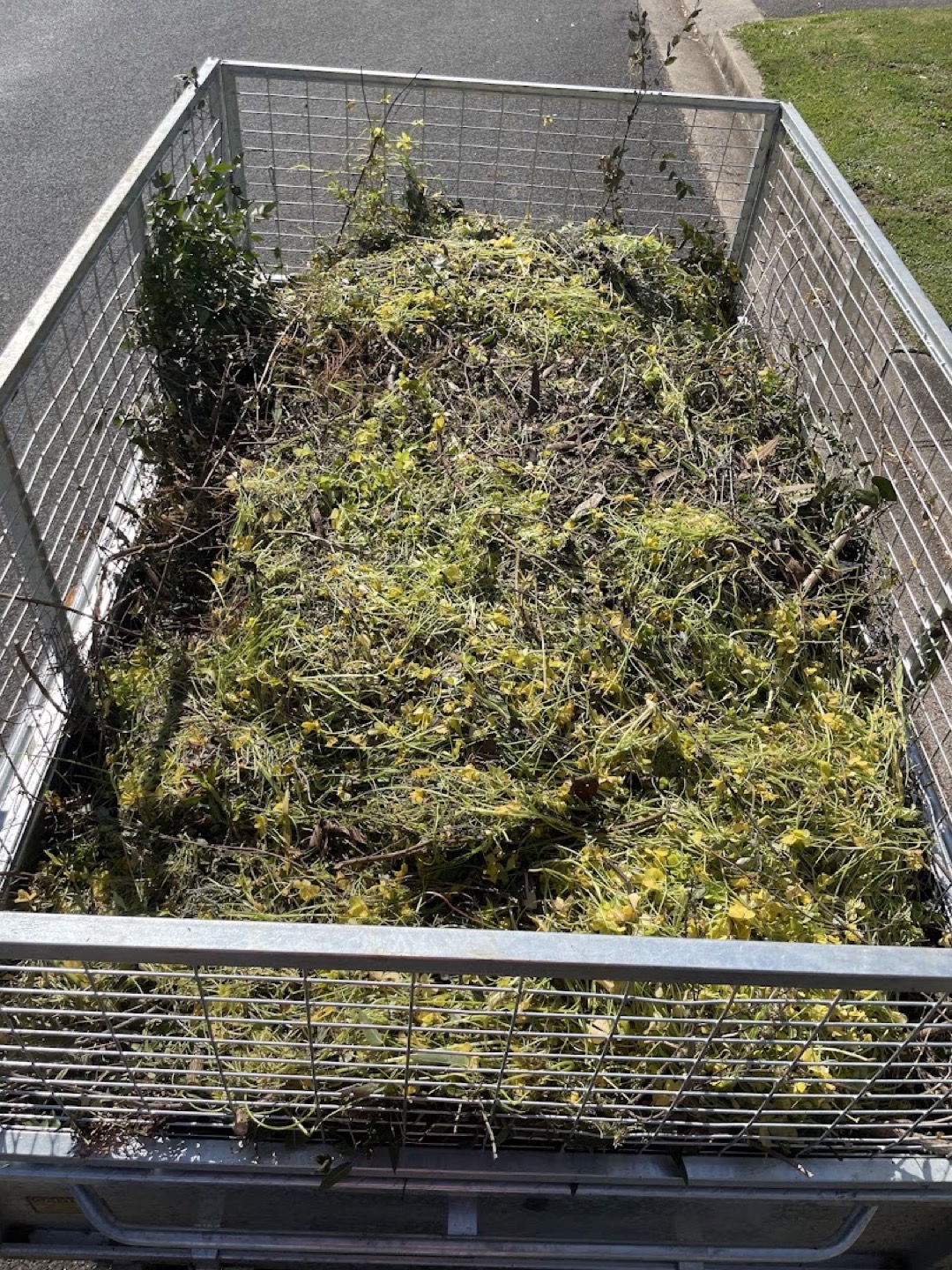 A caged trailer filled with fresh green clippings