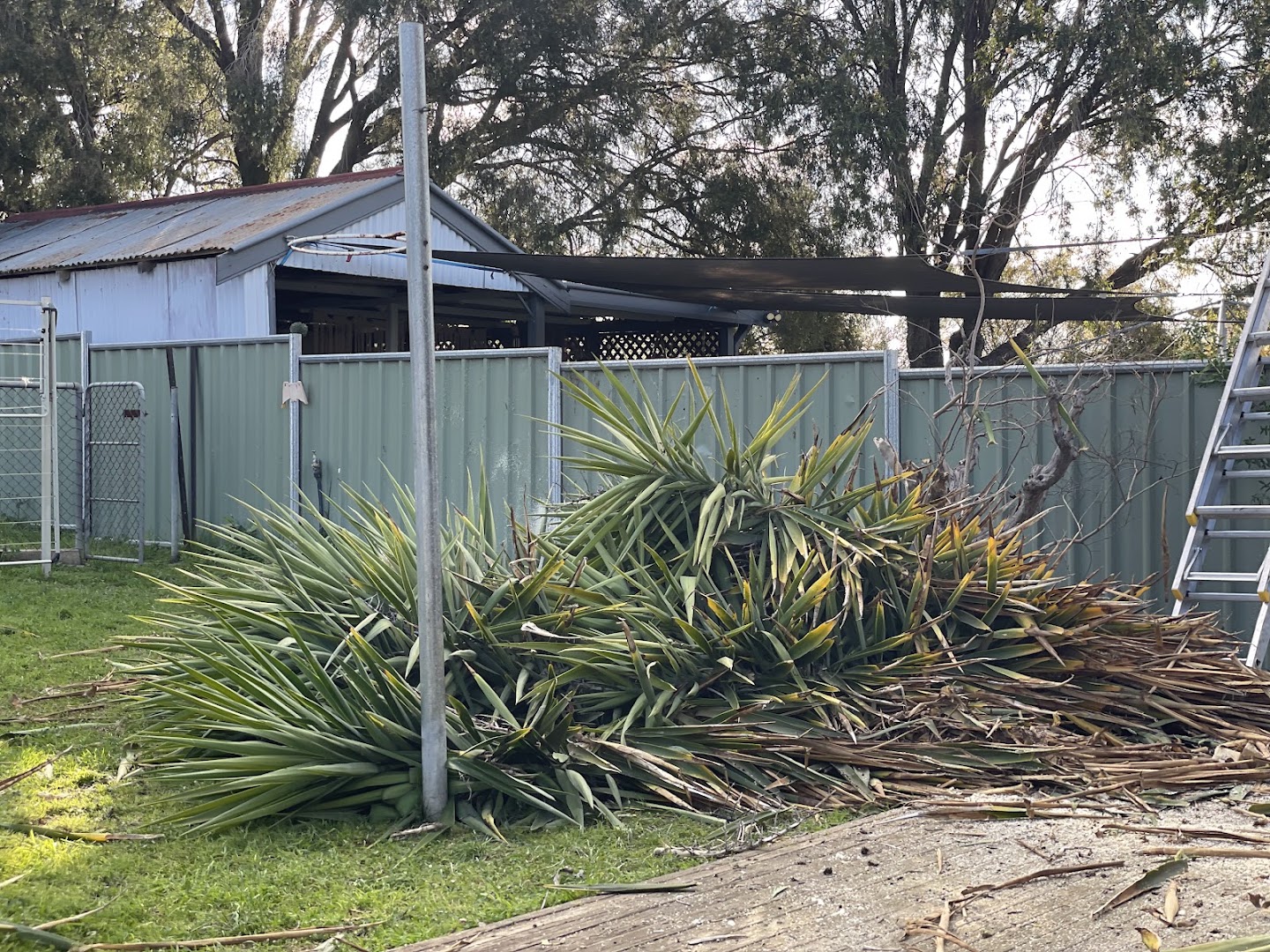 Cut branches piled beside a clump of spiky agave in a tidied side yard