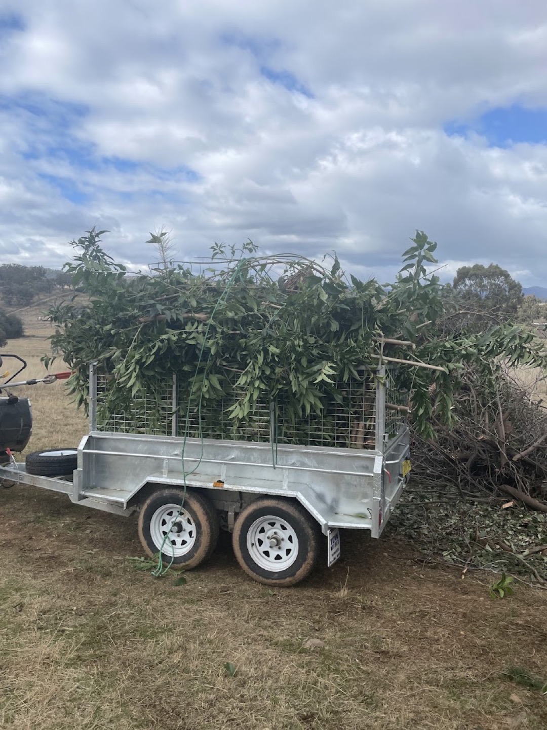 A caged trailer heaped above the rails with leafy cut branches in a paddock