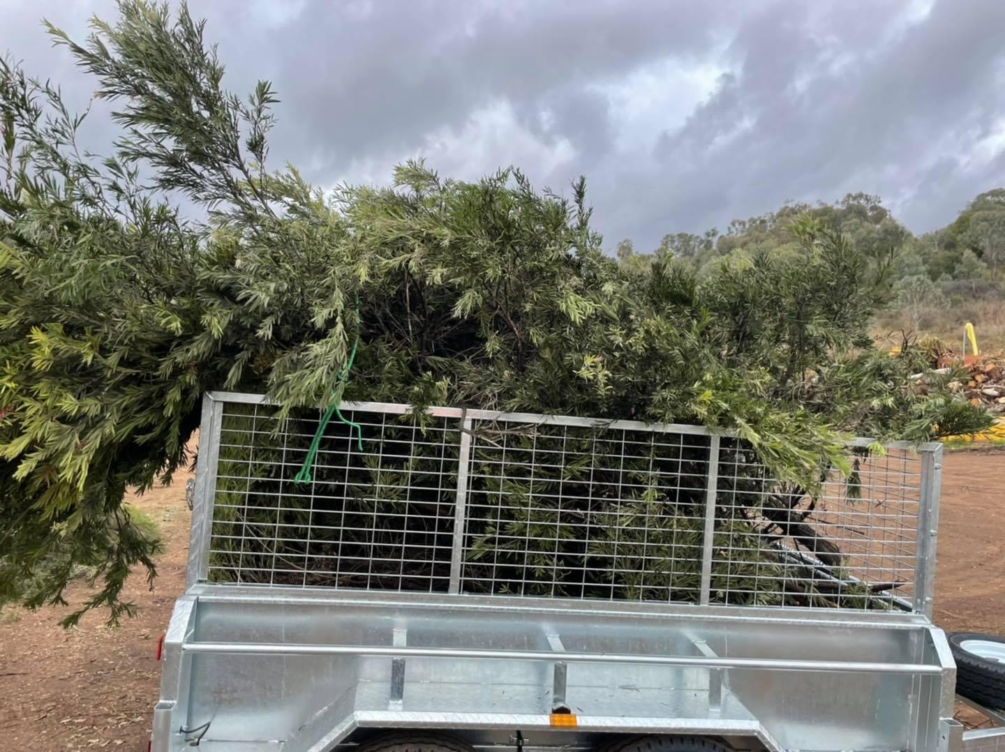 An empty caged trailer parked beside a large conifer that has been felled