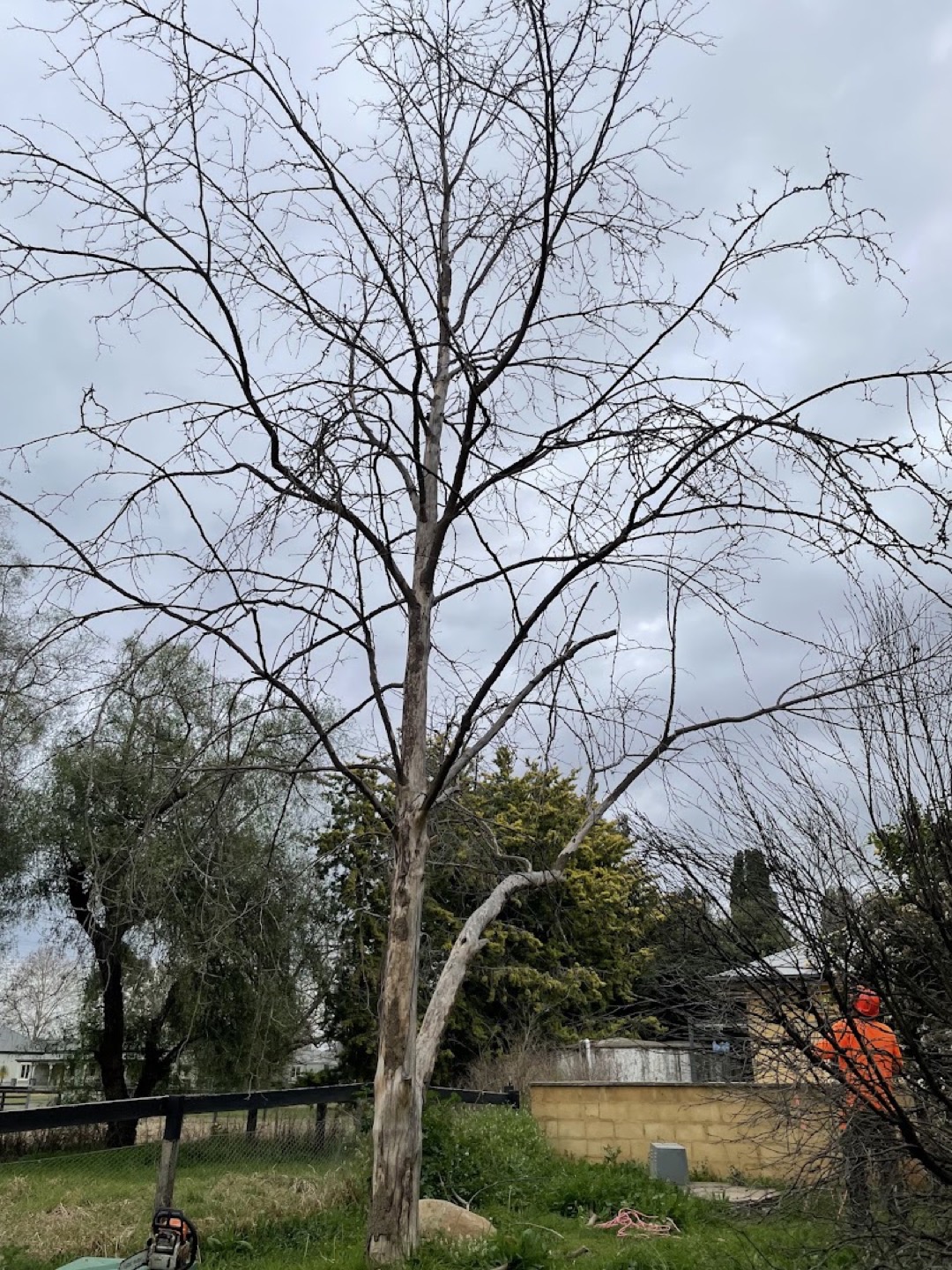 A bare tree pruned back to its frame against an open sky